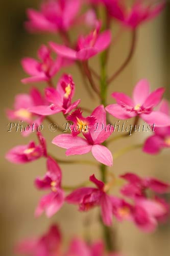 Epidendrum orchid, Hawaii Picture - Hawaiipictures.com