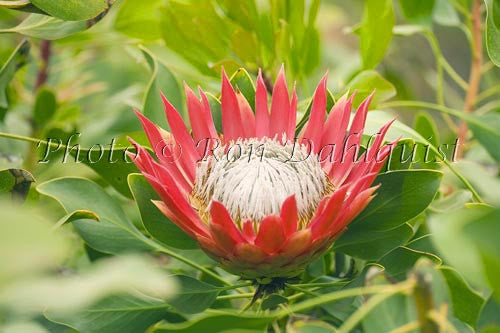 King Protea, Upcountry Maui, Hawaii Picture - Hawaiipictures.com