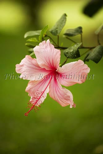 Pink Hibiscus, Maui, Hawaii - Hawaiipictures.com