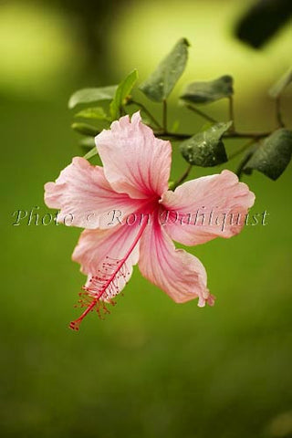 Pink Hibiscus, Maui, Hawaii - Hawaiipictures.com