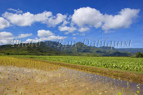 Taro fields, Hanalei, Kauai, Hawaii - Hawaiipictures.com