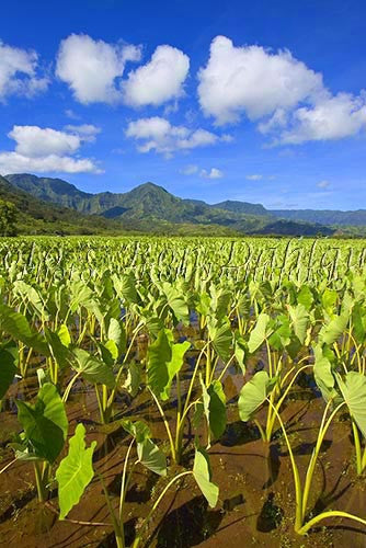 Taro fields, Hanalei, Kauai, Hawaii Picture Photo - Hawaiipictures.com