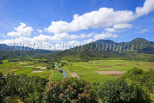 Taro fields in Hanalei Valley, Kauai, Hawaii Picture - Hawaiipictures.com