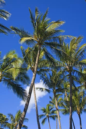 Palm trees, Hawaii - Hawaiipictures.com