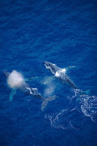 Humpback Whales swimming in the waters surrounding Maui, Hawaii Picture Photo - Hawaiipictures.com