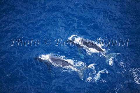 Humpback Whales swimming in the waters surrounding Maui, Hawaii - Hawaiipictures.com