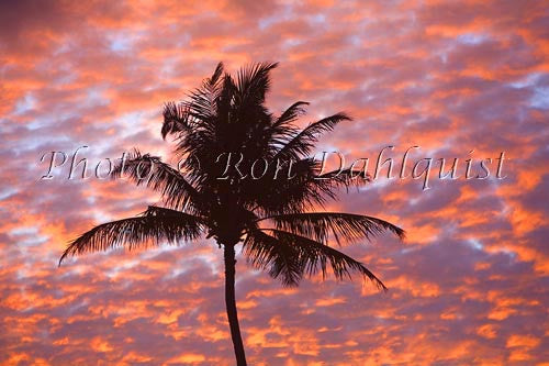 Silhouette of palm tree against colorful sunset, Maui, Hawaii - Hawaiipictures.com
