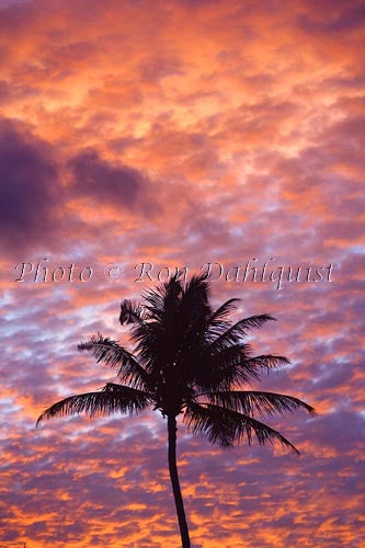 Silhouette of palm tree against colorful sunset, Maui, Hawaii Picture - Hawaiipictures.com