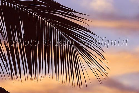 Silhouette of palm frond, Maui, Hawaii - Hawaiipictures.com