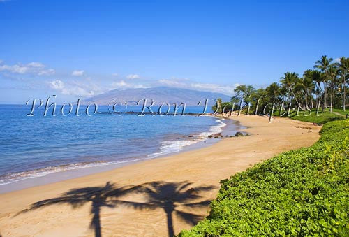 Palm silhouette on Ulua Beach, Wailea, Maui, Hawaii - Hawaiipictures.com