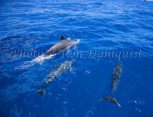 Spinner dolphins off the coast of Lanai, Hawaii Picture Photo - Hawaiipictures.com