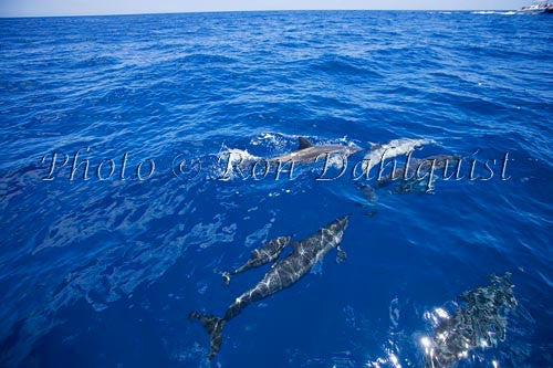 Spinner dolphins near Lanai, Hawaii - Hawaiipictures.com