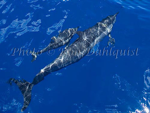 Newborn Spinner dolphin with its mother off the coast of Lanai, Hawaii - Hawaiipictures.com