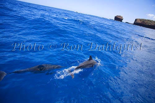 Spinner dolphins off the coast of Lanai, Hawaii - Hawaiipictures.com