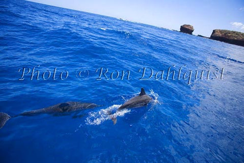 Spinner dolphins off the coast of Lanai, Hawaii - Hawaiipictures.com