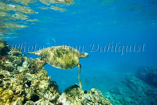 Underwater view of Green Sea Turtle, Maui, Hawaii Picture Photo Stock Photo - Hawaiipictures.com