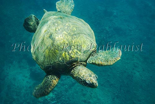 Underwater view of Green Sea Turtle, Maui, Hawaii Picture Stock Photo Print - Hawaiipictures.com