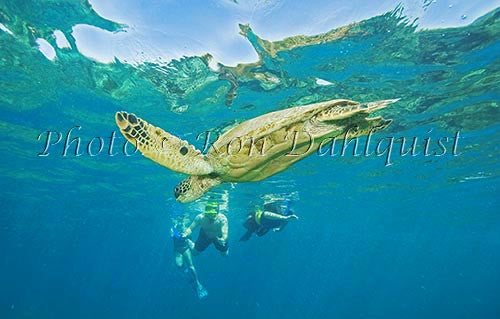 Underwater view of Green Sea Turtle, Maui, Hawaii Picture Photo Print - Hawaiipictures.com