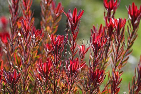 Leucadendron, Jester protea blossoms, located in Kula, Upcountry Maui, Hawaii - Hawaiipictures.com