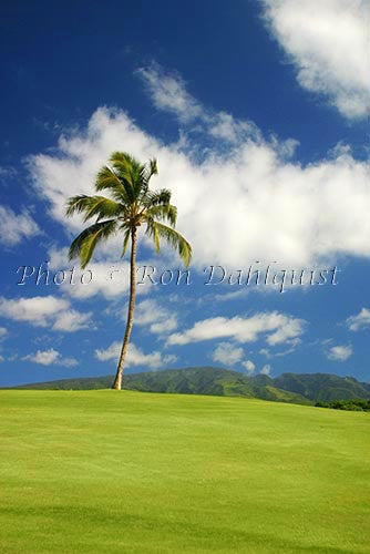 Kaanapali Golf Course, Maui, Hawaii Stock Photo - Hawaiipictures.com