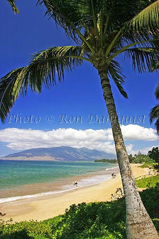 Palm tree at Kamaole Beach, Kihei, Maui, Hawaii - Hawaiipictures.com