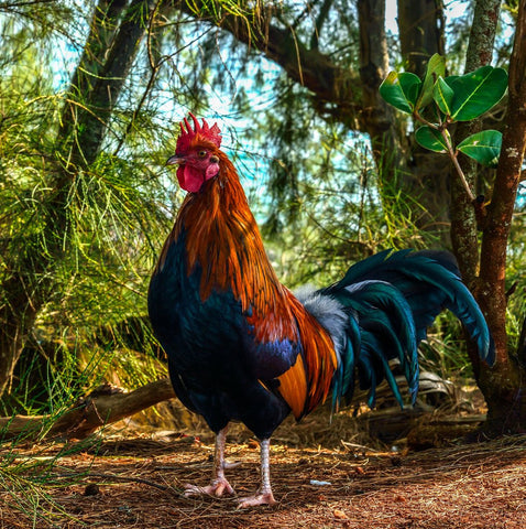 Rooster on Kauai - Hawaiipictures.com