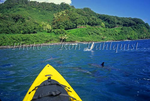 Kayaking with spinner dolphins, Hanamanu, Maui, Hawaii Picture - Hawaiipictures.com