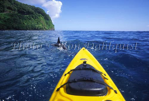 Kayaking with spinner dolphins, Hanamanu, Maui, Hawaii - Hawaiipictures.com