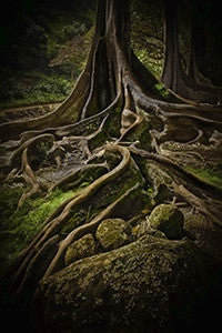 Jurasic Tree - Hawaiipictures.com