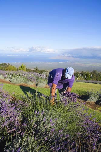 Alii Chang, owner of Alii Kula Lavendar Farm, picking lavendar, Upcountry Maui Picture - Hawaiipictures.com