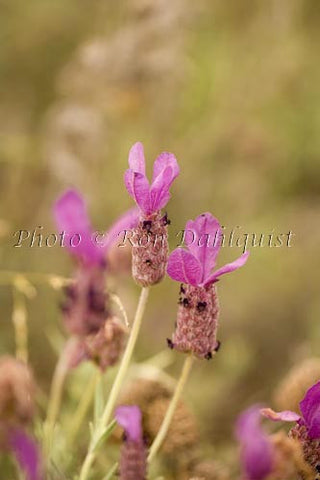 Fields of lavendar at the Alii Kula Lavendar Farm in upcountry Maui, Hawaii Photo - Hawaiipictures.com