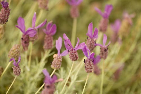 Fields of lavendar at the Alii Kula Lavendar Farm in upcountry Maui, Hawaii Picture Photo - Hawaiipictures.com