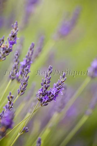 Fields of lavendar at the Alii Kula Lavendar Farm in upcountry Maui, Hawaii - Hawaiipictures.com