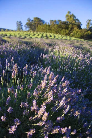 Fields of lavendar at the Alii Kula Lavendar Farm in upcountry Maui, Hawaii Picture - Hawaiipictures.com