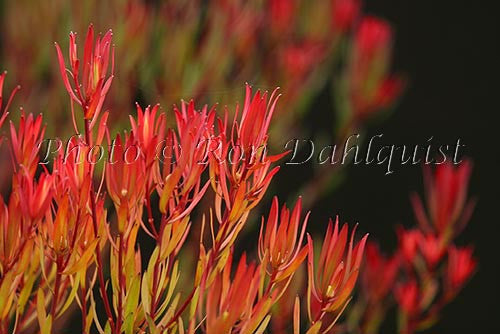 Leucadendron, protea blossoms, located in Kula, Upcountry Maui, Hawaii - Hawaiipictures.com