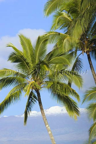 Snow capped Mauna Kea with palm trees in foreground, Big Island of Hawaii - Hawaiipictures.com
