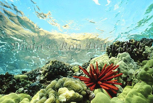 Underwater Molokini - Hawaiipictures.com