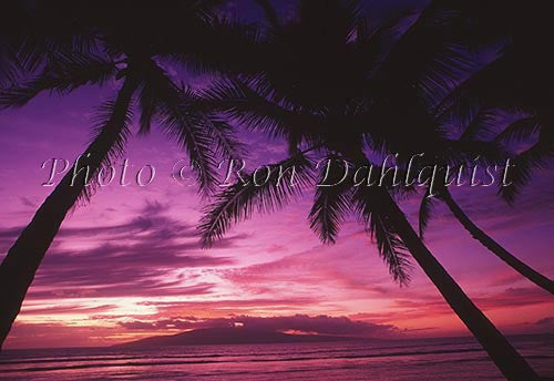 Beautiful Maui sunset with palm trees, Hawaii - Hawaiipictures.com