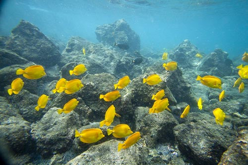 School of Hawaiian Yellow Tang, Zebrasoma flavescens, fish, Makena, Maui, Hawaii - Hawaiipictures.com