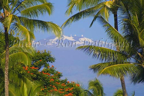Snow covered Mauna Kea and palm trees, Big Island of Hawaii - Hawaiipictures.com