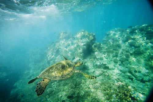 Hawaiian green sea turtle, Makena, Maui, Hawaii - Hawaiipictures.com