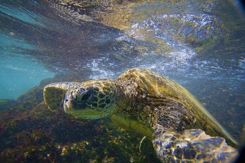 Hawaiian green sea turtle, Makena, Maui, Hawaii Picture - Hawaiipictures.com