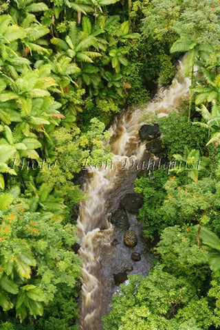 Rainforest, Hamakua Coast, Big Island of Hawaii Picture Photo - Hawaiipictures.com