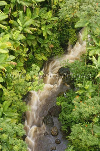 Rainforest, Hamakua Coast, Big Island of Hawaii - Hawaiipictures.com