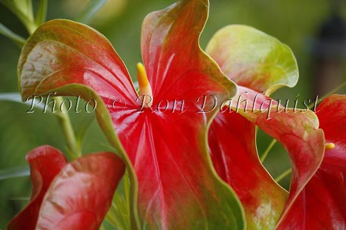 Anthuriums, tropical flowers, Big Island of Hawaii - Hawaiipictures.com