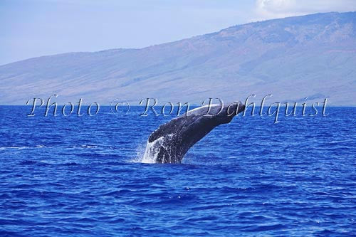 Humpback Whale breaching, Maui, Hawaii - Hawaiipictures.com