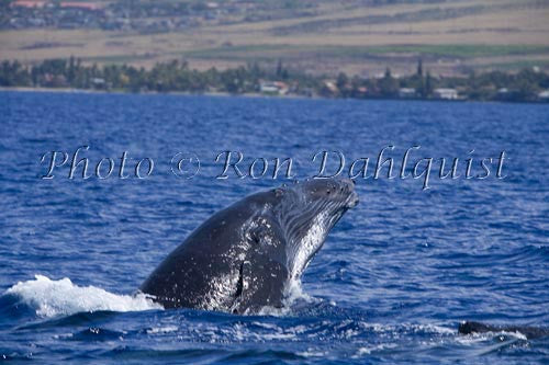 Humpback whale, Maui, Hawaii - Hawaiipictures.com
