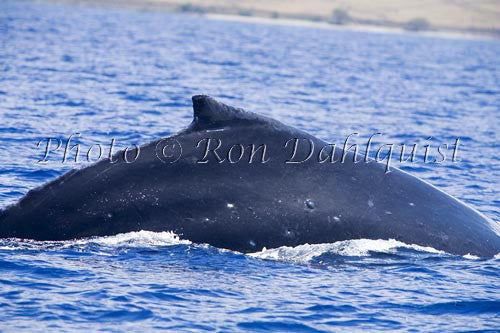 Humpback Whale surfacing, Maui, Hawaii - Hawaiipictures.com