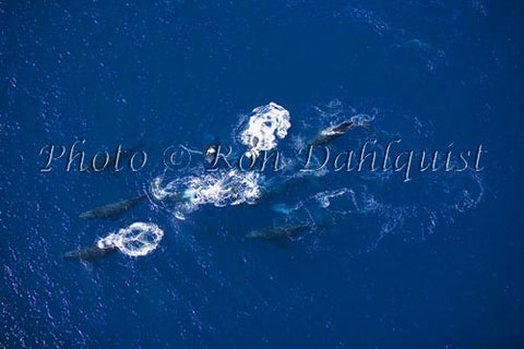 Aerial of Humpback Whales, Maui, Hawaii - Hawaiipictures.com