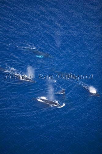 Aerial of Humpback Whales, Maui, Hawaii Picture - Hawaiipictures.com